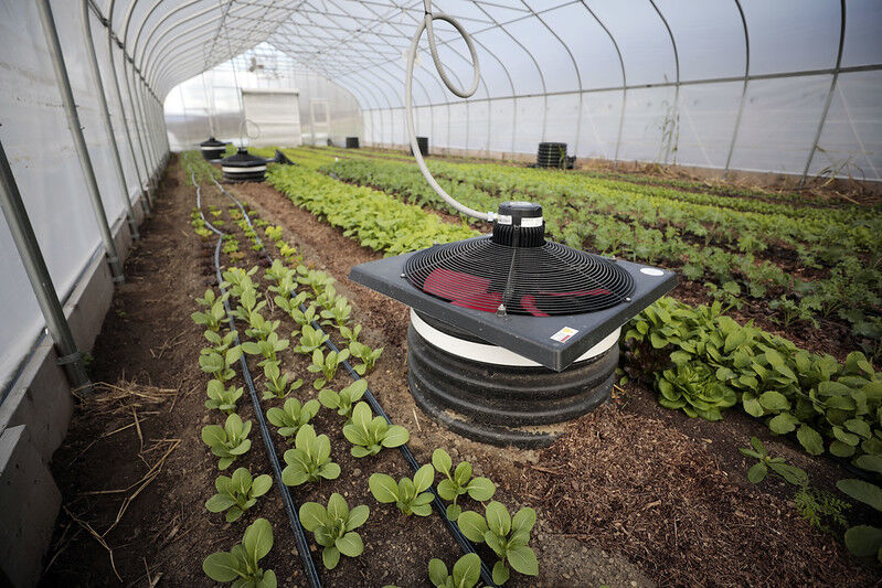 Inside a greenhouse